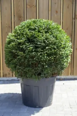TAXUS baccata - image 2