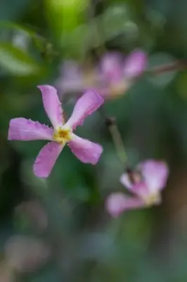 TRACHELOSPERMUM asiaticum 'Pink Showers' - image 4