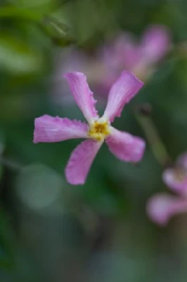TRACHELOSPERMUM asiaticum 'Pink Showers' - image 5