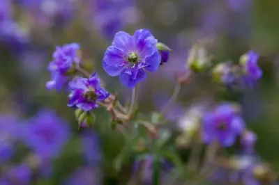GERANIUM pratense 'Azure Skies' - image 1