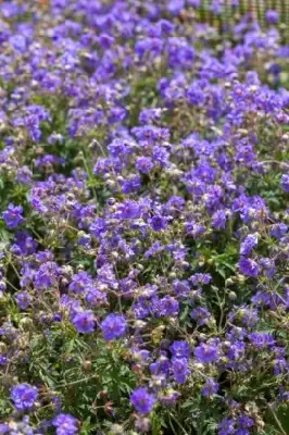 GERANIUM pratense 'Azure Skies' - image 2