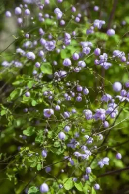 THALICTRUM 'Splendide'