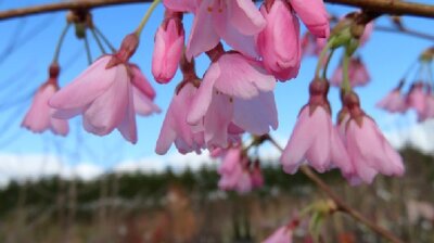 PRUNUS itosakura 'Stellata' - image 2