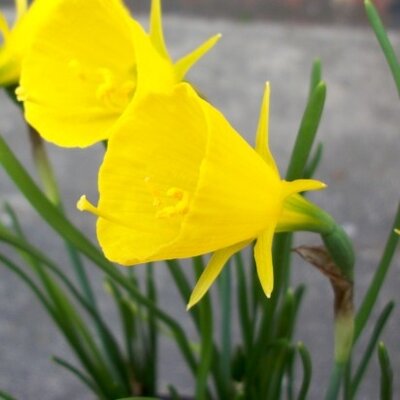Narcissus 'Golden Bells' - image 2