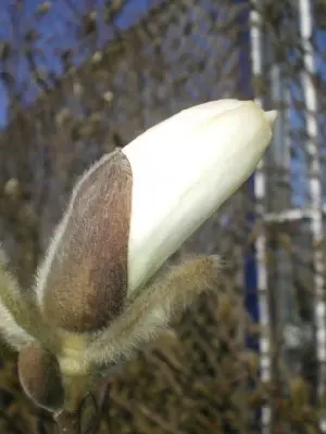 MAGNOLIA stellata - image 3