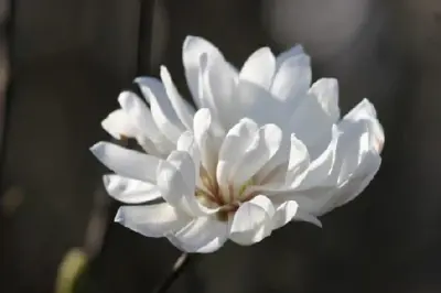 MAGNOLIA stellata - image 4