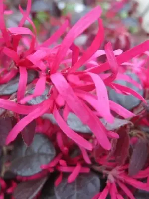 LOROPETALUM chinense 'Black Pearl' - image 2