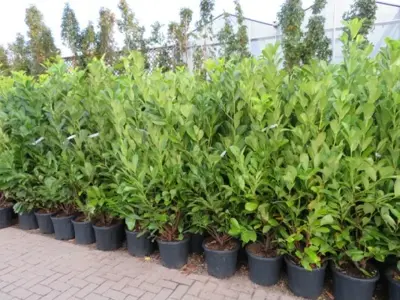 PRUNUS laurocerasus 'Rotundifolia' - image 3