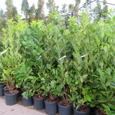 PRUNUS laurocerasus 'Rotundifolia' - image 2