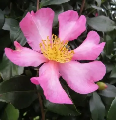 CAMELLIA sasanqua 'Cleopatra' - image 2