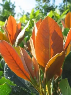 ERIOBOTRYA 'Coppertone' - image 2