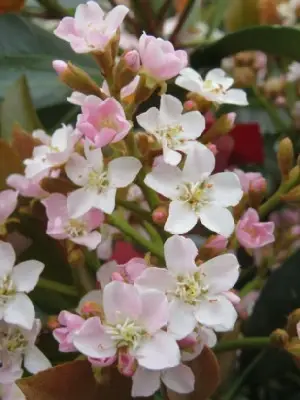 ERIOBOTRYA 'Coppertone' - image 3