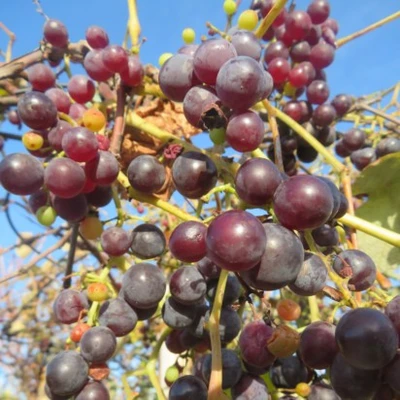 VITIS vinifera 'Fragola' (Grape) - image 2