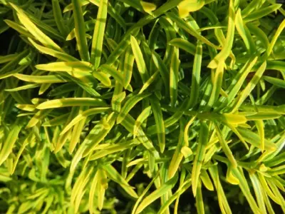 TAXUS baccata 'David' - image 2
