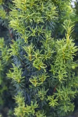TAXUS baccata 'David' - image 3