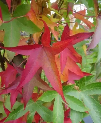 LIQUIDAMBAR styraciflua 'Gum Ball' - image 2