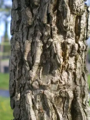 LIQUIDAMBAR styraciflua 'Gum Ball' - image 3