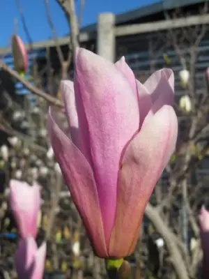 MAGNOLIA 'Heaven Scent' - image 4