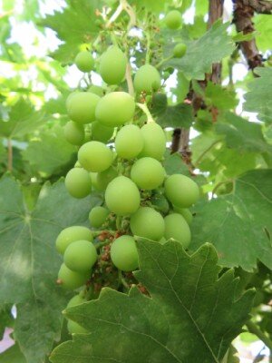VITIS vinifera (GRAPE) - image 4
