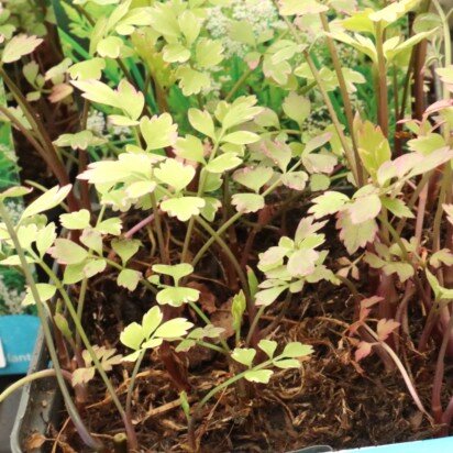 OENANTHE javanica 'Flamingo' - image 2