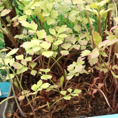 OENANTHE javanica 'Flamingo' - image 2