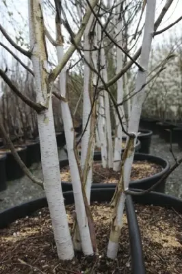 BETULA utilis jacquemontii
