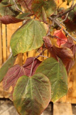 CERCIS canadensis 'Forest Pansy' - image 2