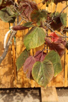 CERCIS canadensis 'Forest Pansy' - image 3