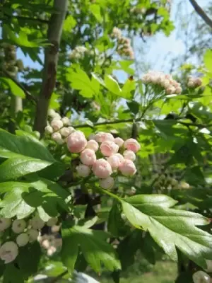 CRATAEGUS monogyna - image 2