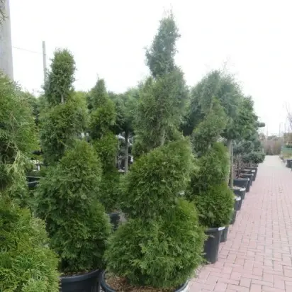 THUJA occidentalis 'Smaragd' - image 2