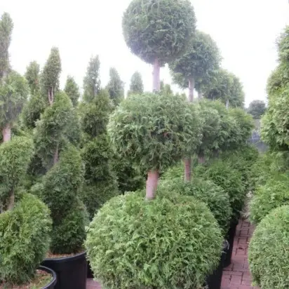 THUJA occidentalis 'Brabant' - image 2