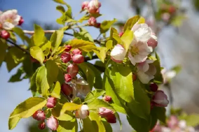 MALUS 'Rudolph'