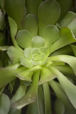 AEONIUM arboreum 'Atropurpureum' - image 4