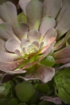 AEONIUM arboreum 'Atropurpureum' - image 2