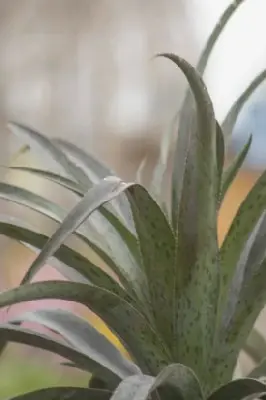 AGAVE 'Pineapple Express' - image 4