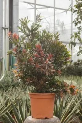 CALLISTEMON 'Red Rocket' - image 3