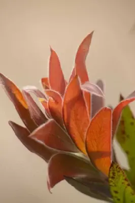 CALLISTEMON 'Red Rocket' - image 4