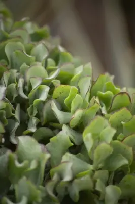 CRASSULA arborescens undulatifolia - image 2