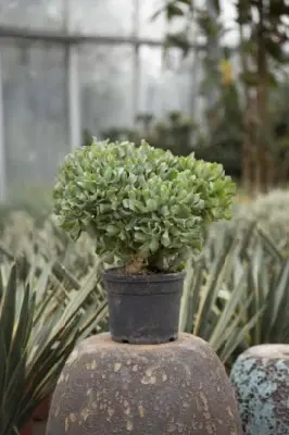 CRASSULA arborescens undulatifolia - image 3