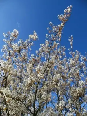 AMELANCHIER lamarckii - image 2