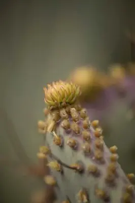 OPUNTIA santarita - image 2