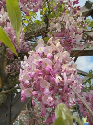 WISTERIA floribunda 'Rosea' - image 2