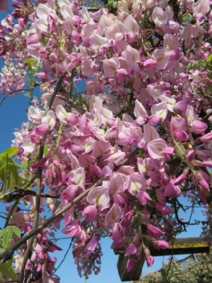 WISTERIA floribunda 'Rosea' - image 3