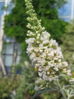 BUDDLEJA 'White Chip' - image 2