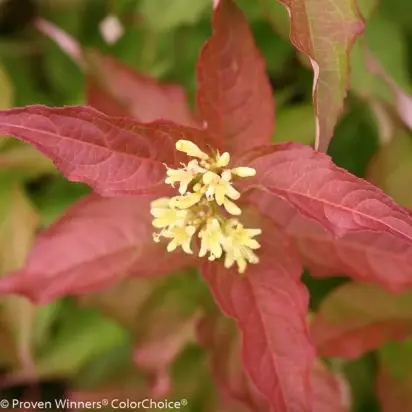 DIERVILLA rivularis 'Kodiak Orange' - image 2