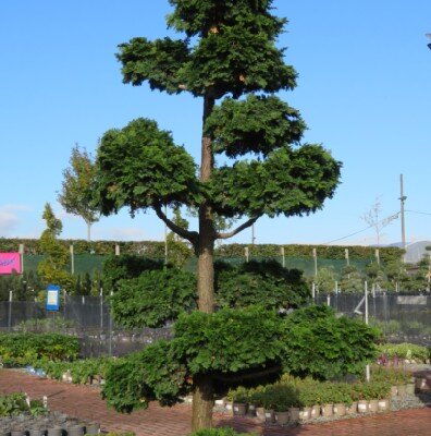 CHAMAECYPARIS obtusa 'Contorta' - image 4