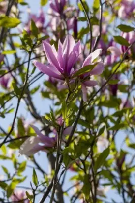 MAGNOLIA 'Susan' - image 2