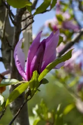 MAGNOLIA 'Susan' - image 3