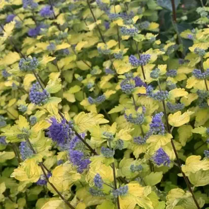 CARYOPTERIS clandonensis 'Sunny Blue' - image 3