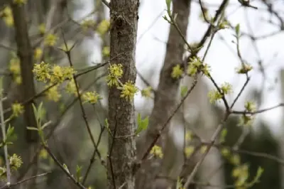 CORNUS mas - image 2